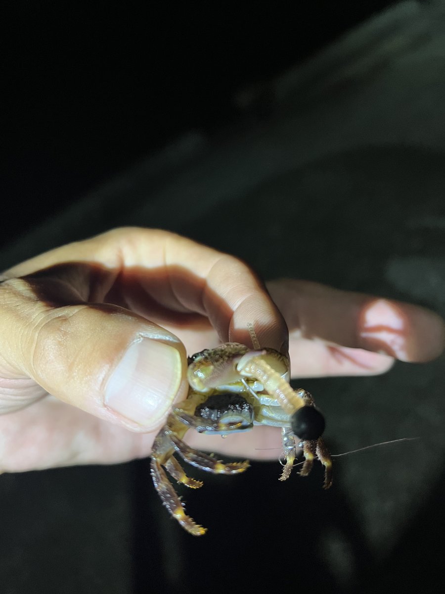 npkkoji's tweet photo. 昨日夕涼みに行って、キャストミスったらカニ釣れた
こんな小さいのに抱卵してるのねー https://t.co/Uj4yrH8ULx