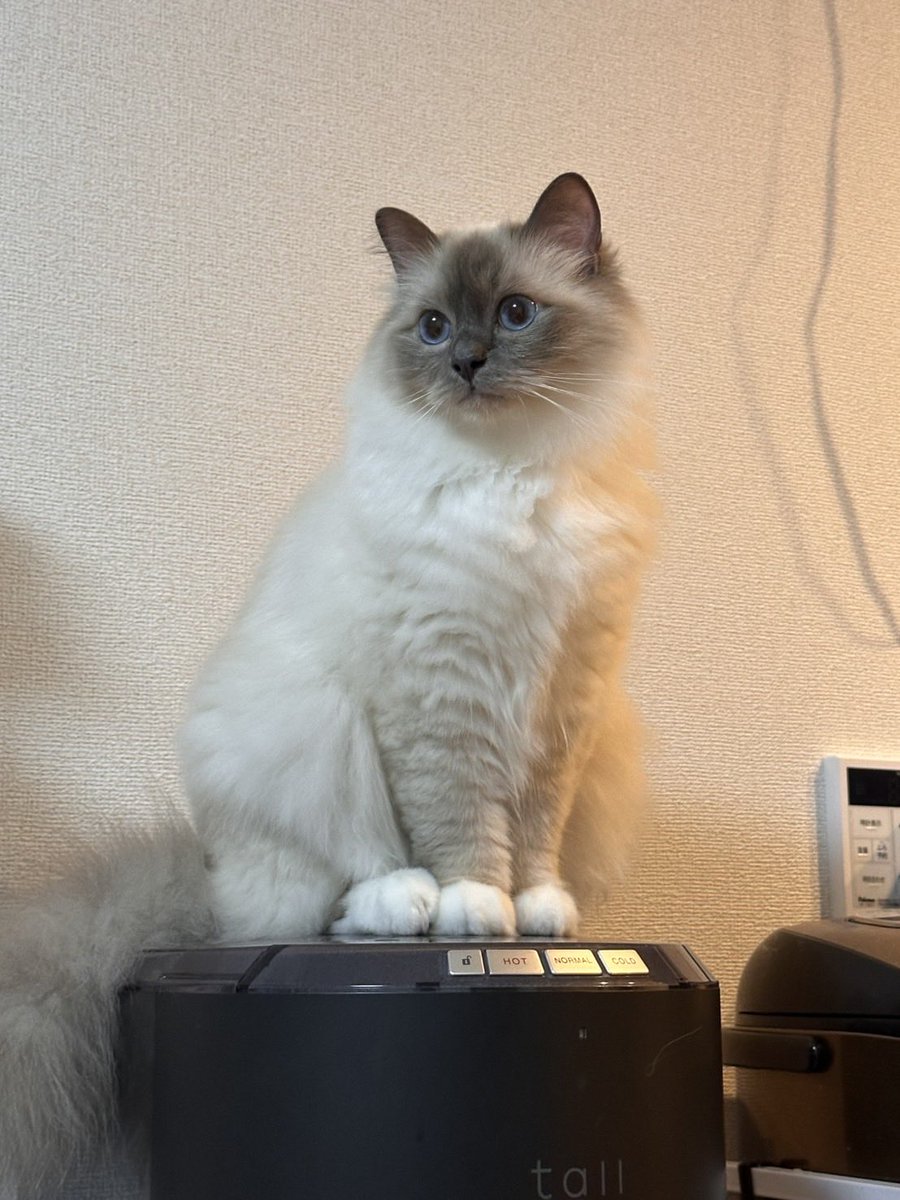 birmannomin's tweet photo. 夏毛と冬毛 https://t.co/2hmkA9v6GZ