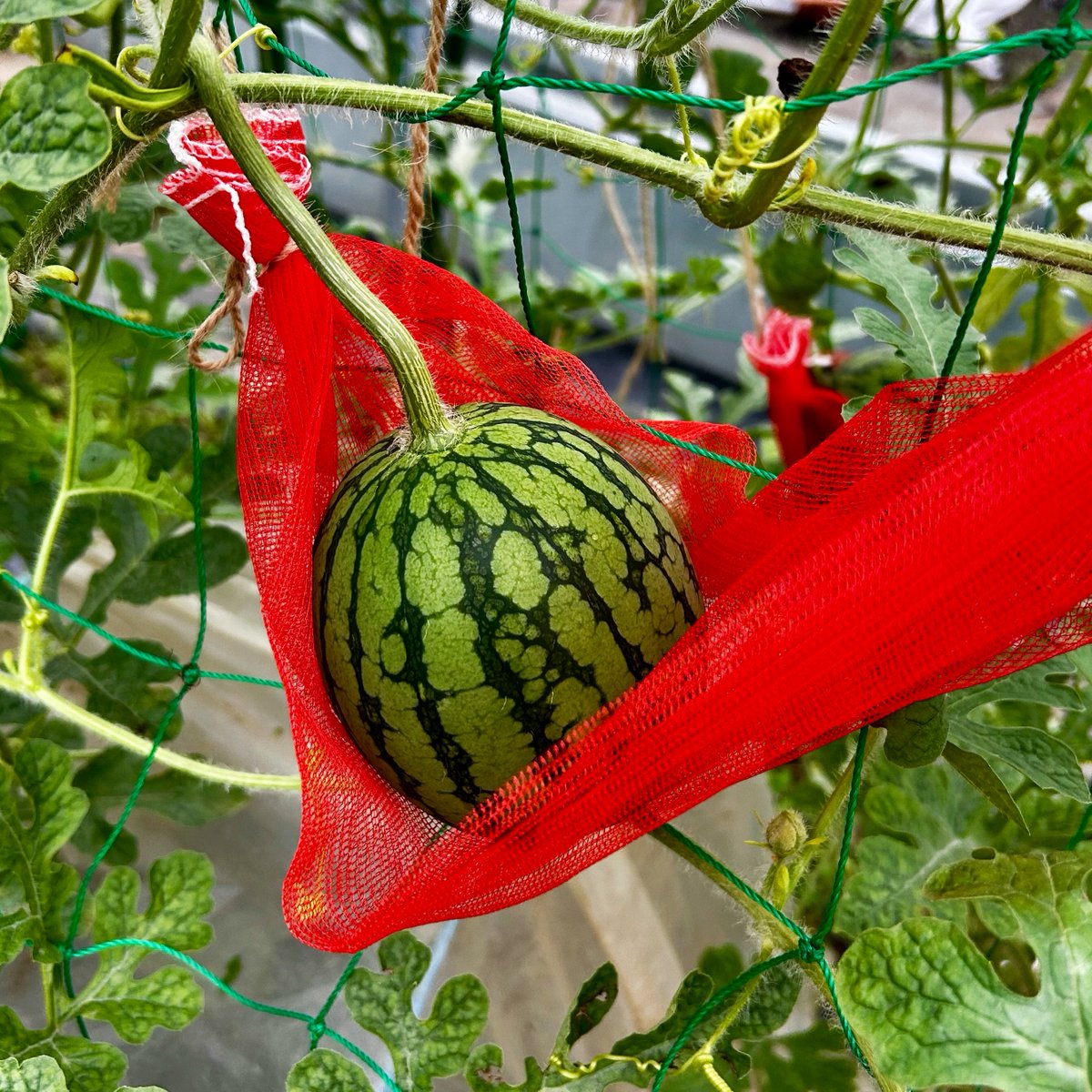 milk_1p's tweet photo. 小玉スイカが実りました🍉
GWから畑を始めて知らないこといっぱいあったけど収穫できてうれしい。豪農に一歩近づいたかな？ https://t.co/FZ7wMs0ZhN