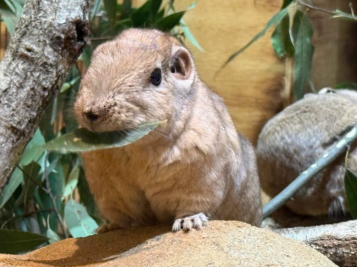 saitamazoo_tw's tweet photo. 静かな朝イチの時間、カシの葉を食べていたので写真を撮り始めると、葉をくわえたままフリーズしてしまいました。
せっかくの静かな時間、邪魔してごめんなさい！
2枚撮って、退散しました。。。
#ecoハウチュー #グンディ https://t.co/Y1BaIPUcH0