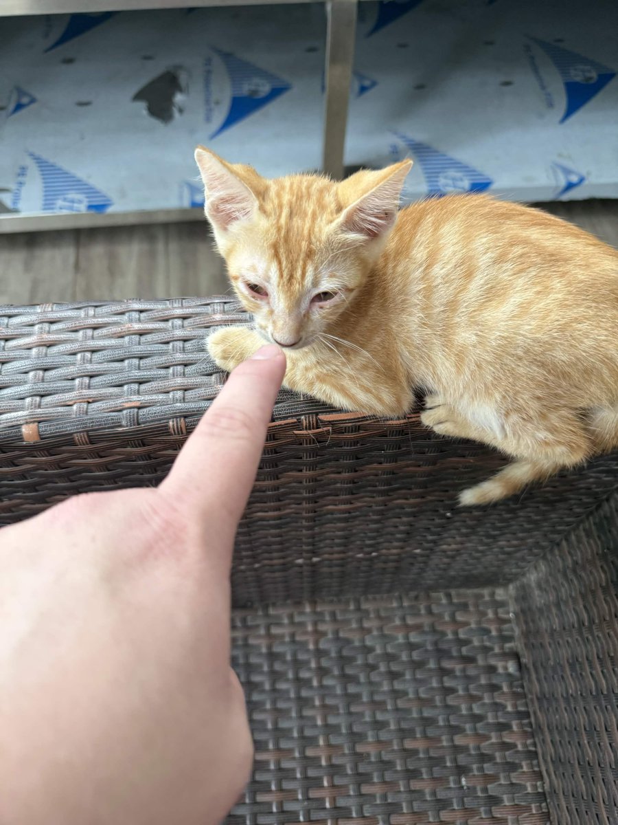 catposter's tweet photo. this is how they collect your information https://t.co/0L0YaSZ9pz