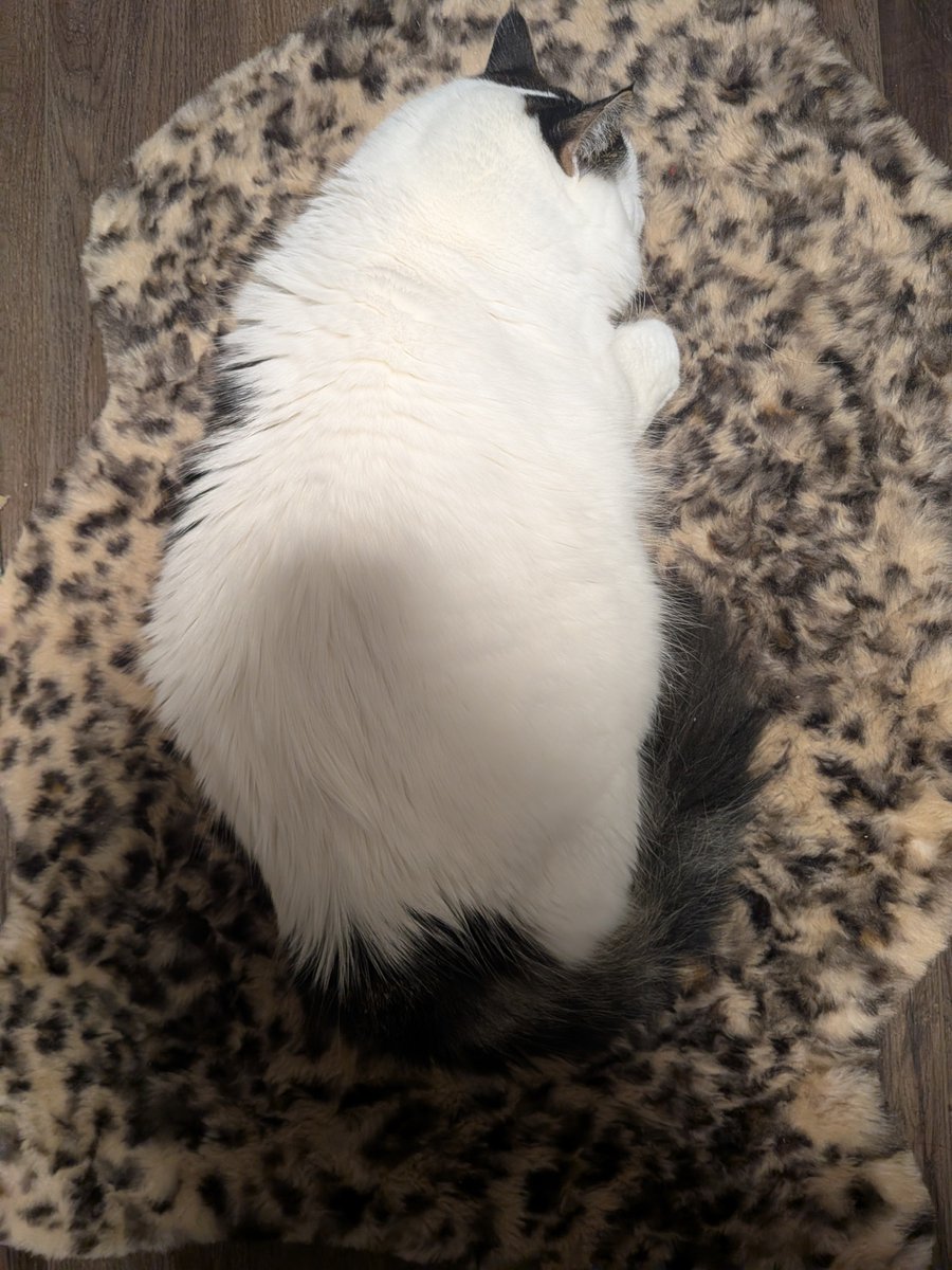 sl0mmie's tweet photo. little kitty... you are so round like the rug...... https://t.co/KWhhu9Mwtm
