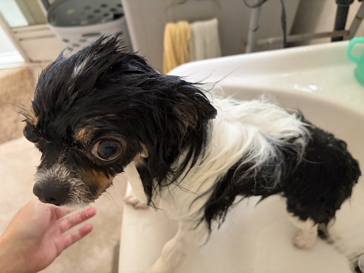 dedeppopoh's tweet photo. ｼｮﾎﾞｸﾚ〜ﾇ🐶 https://t.co/D9Je1YrrlT