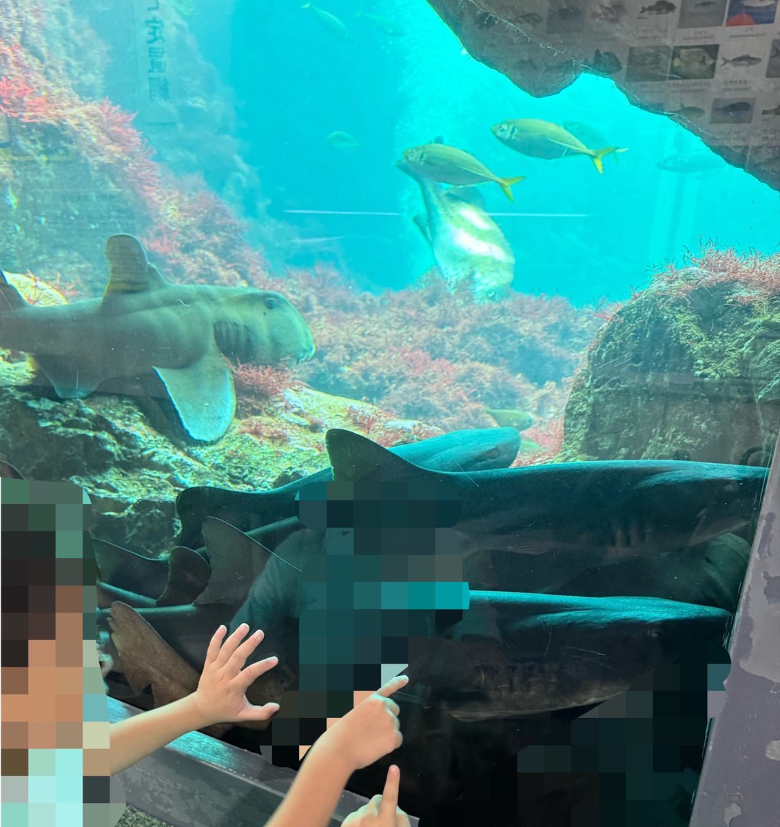 RIE_KISS71's tweet photo. サメだらけ🦈
水槽の角に集まりし魚たち https://t.co/ZYxkAPcWfJ