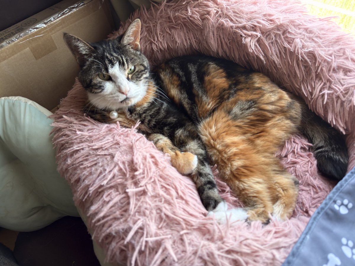 pipe_catlog's tweet photo. この猛暑の中、15年頑張ってくれたエアコンが寿命でぶっ壊れ(´•̥ω•̥｀)💦
取替までに1週間かかりました。繁忙期なので仕方ないですね、早い方です。店頭だったら8月の頭って言われたし、ジャパネットは2ヶ月かかるって💦2ヶ月とか無理だし😭
#エアコン取替 #エディオンネットショップ #老猫 #猫21歳 https://t.co/fi17RWFM6H