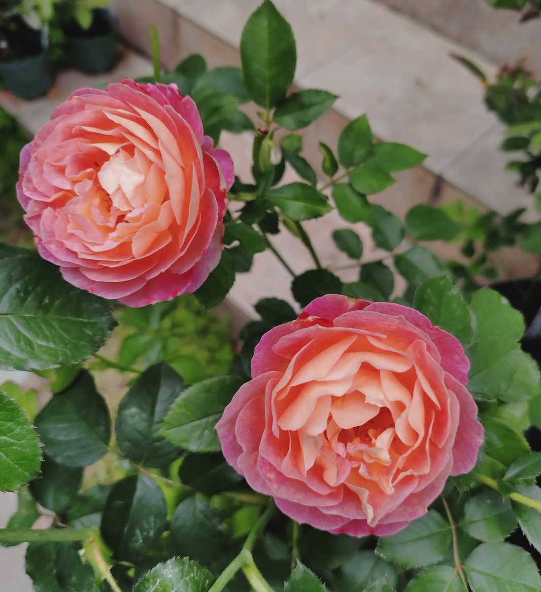 juneberry0607's tweet photo. ＃バラ　＃サシェ
摘蕾逃れで咲いた🌹　X仕様変更されましたね　♡くれた方一部しか分からない…
【園芸メモ】IB肥料施肥 https://t.co/Mr2FlUgcWf