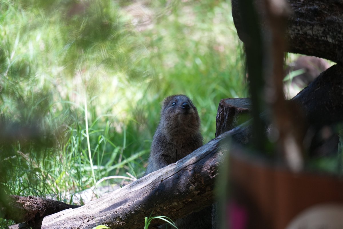 nichimosachimo's tweet photo. 飼育員さんの気配が＠埼玉県こども動物自然公園 https://t.co/sWrgBAFTaV