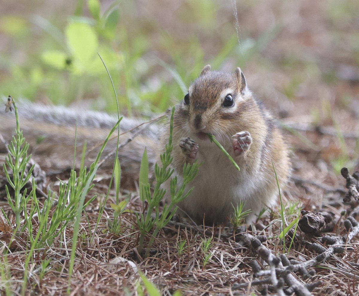 シマリス