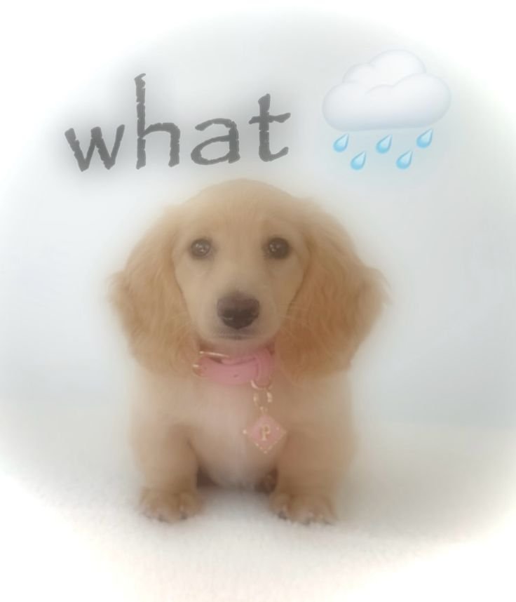 caninepoetry tweet media