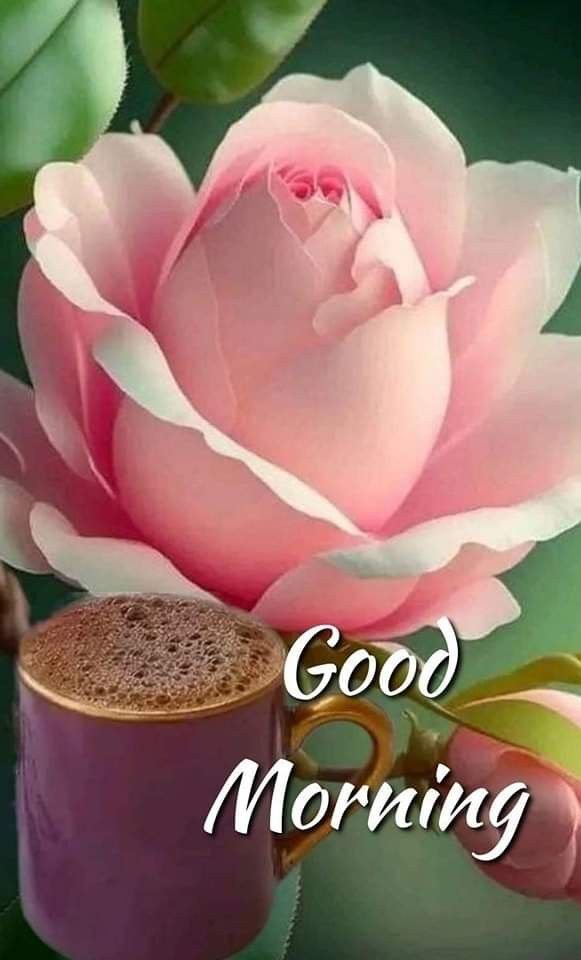 bindiain's tweet photo. Good morning! Choose joy, choose peace, choose a great Sunday today
@Tusia_Mino https://t.co/NqzdfVwA1X