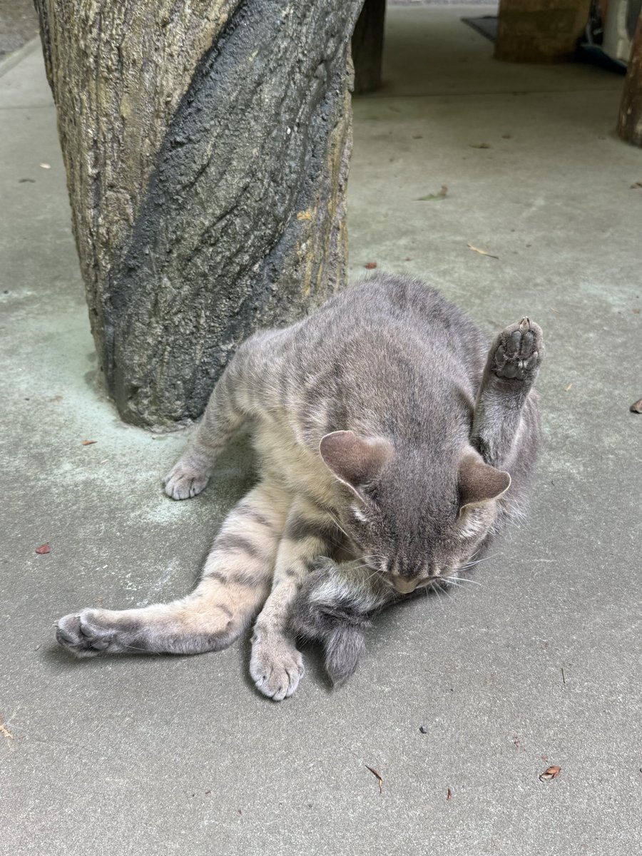 Pink_9584's tweet photo. 猫がいる神社まで山登って行ってきた、⛰️可愛くて死んだ https://t.co/8iVRqpRbZh