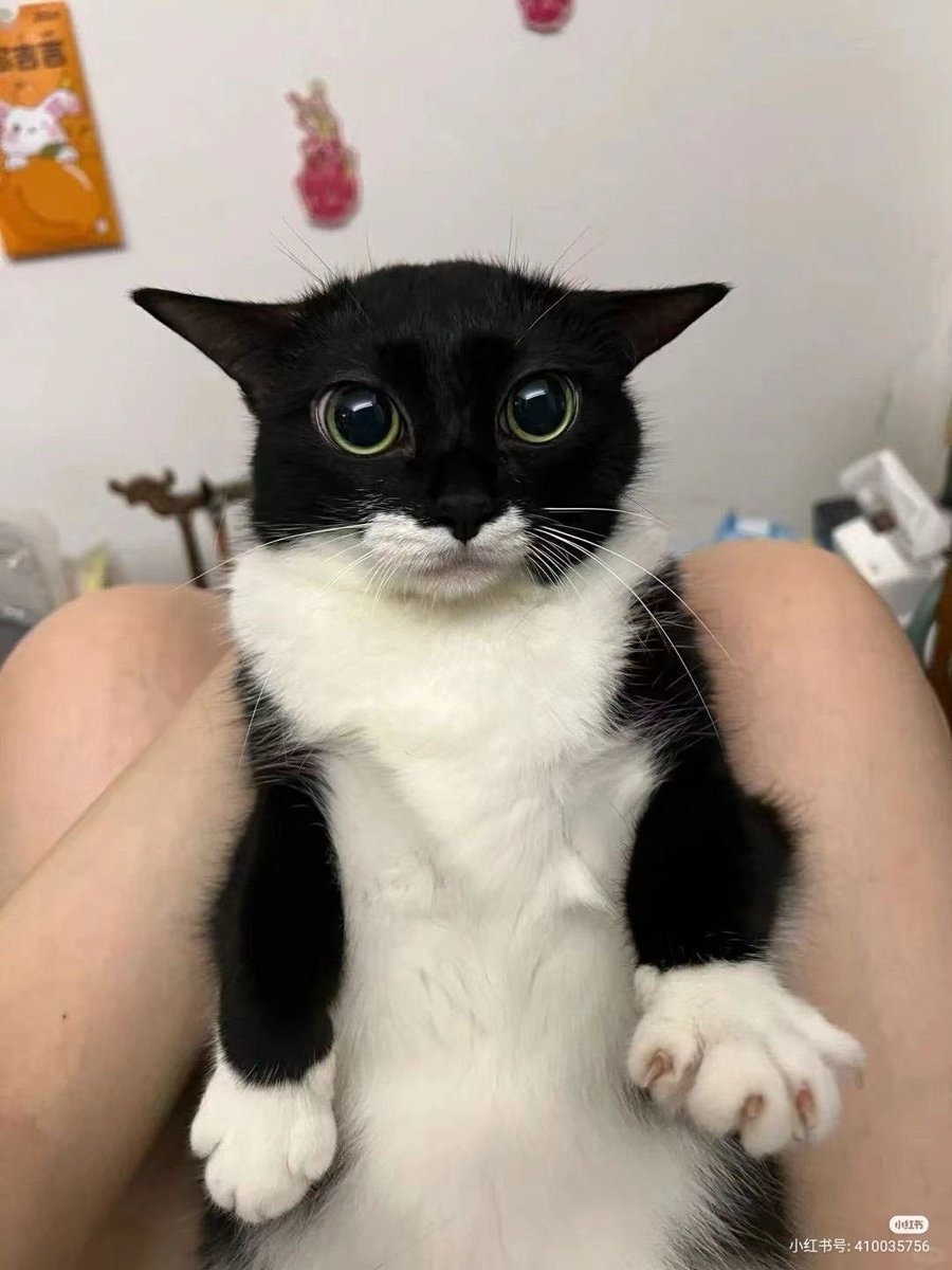 FruitSnup's tweet photo. Mfw I have thoughts about stupid shit that fuckin doesnt matter to me anymore and thus I cannot sleep https://t.co/hsg0rCVhtI
