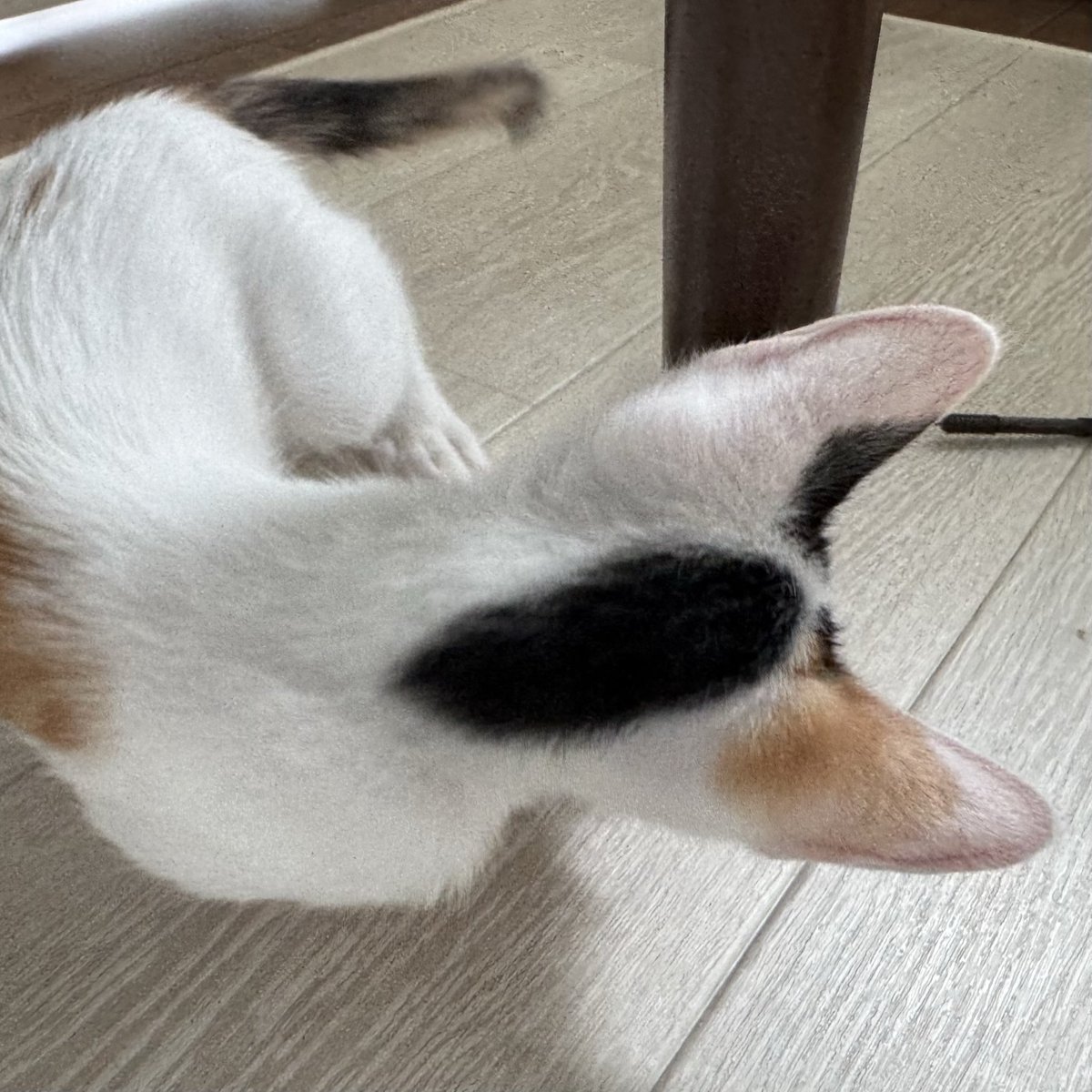 Koo_0666's tweet photo. ちえみちゃんのショートカットぱっつん髪型可愛かったなぁ♥️♥️
ゼルダちゃんは…ポニーテールになるのかな😳
前髪は真ん中で分けてます😆💘 https://t.co/15VkOkthpD