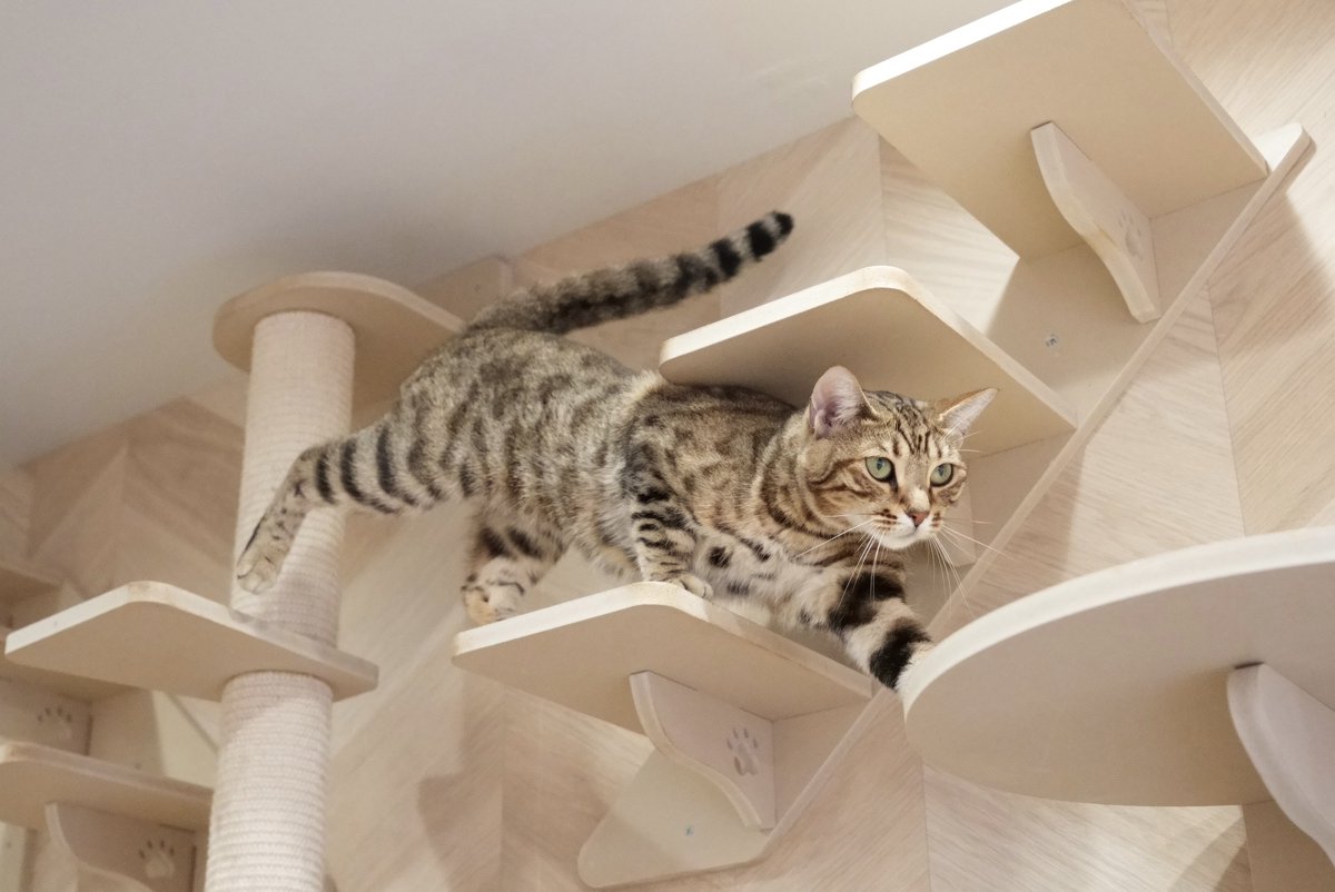 akihirocamera's tweet photo. #cat #catcafe #puchimarry #cute #photo #ilce7sm3 #sel2470gm2 https://t.co/0u6xjlrodJ