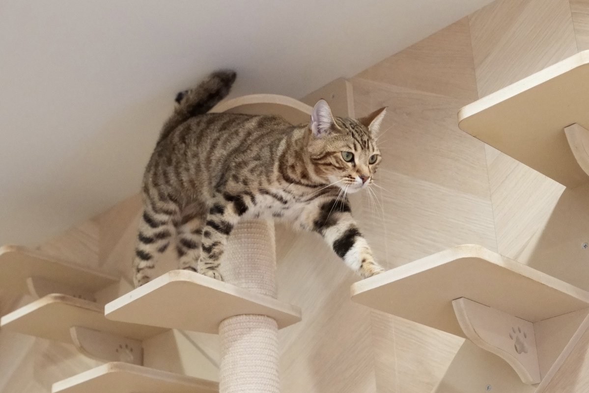 akihirocamera's tweet photo. #cat #catcafe #puchimarry #cute #photo #ilce7sm3 #sel2470gm2 https://t.co/0u6xjlrodJ
