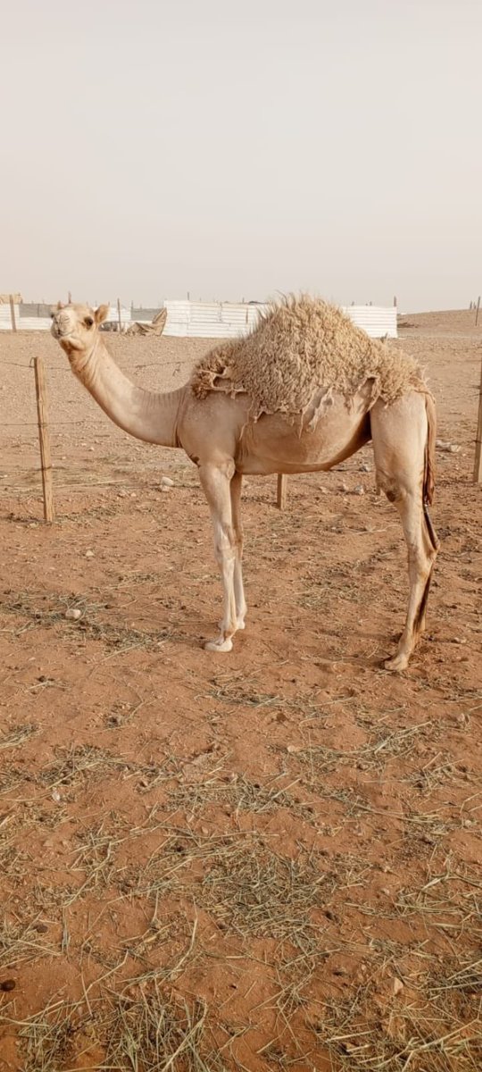 h3_nii's tweet photo. بكره 
الاب : جلمود المكيرش
الام : بنت ولد الفارس ولا طبت ميدان واخوها من الام رايح ب٥٠٠
الموقع : الجنادرية الرياض

السوم 21 الف https://t.co/DmXvrWYoSb