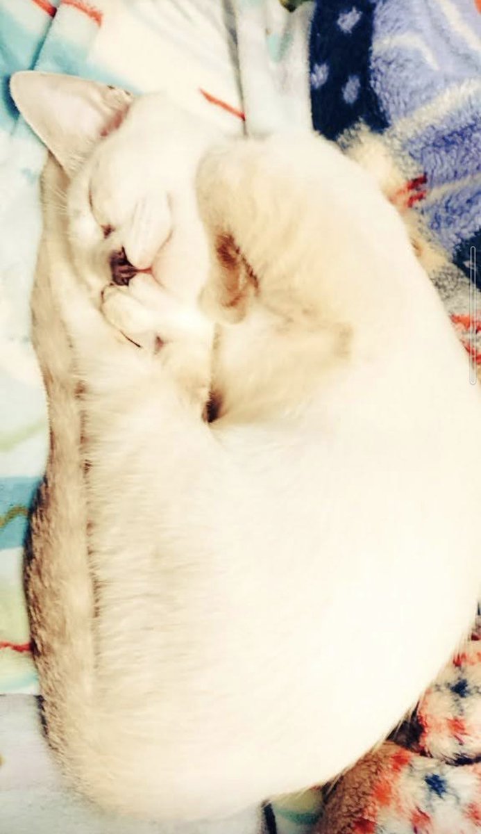 callofsilence11's tweet photo. 動物は愛の化身とも呼ばれ
人間の心を癒し魂を成長させる為の
パートナーだと言われている
人間に無性の愛を教えてくれる
愛の使者
動物の魂は純粋無垢で献身的で
飼い主の身代わりになったりする
動物は人間に虐待される為の
存在ではなく
人間に愛される為の存在でいて欲しい
愛は犯罪の抑止力になる https://t.co/xGGAUksKs8