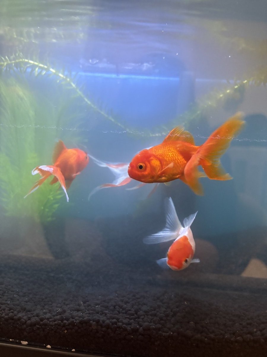 oorersen's tweet photo. #金魚
この金魚の種類わかる方いらっしゃいますか？？ https://t.co/ybDJjdJKYe