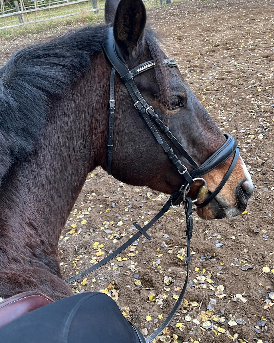 jumpingprinceqk's tweet photo. Ich glaube da ist jemand glücklich 😜😉

#myonceinthelifetimehorse #glücklich #grasenlassen🌿🌾🐴🐎 #meinprinz👑 #quitekannan #jumpinghorse #koppelzeitistdieschönstezeit #ichliebediesespferd https://t.co/oDGfvaneo5