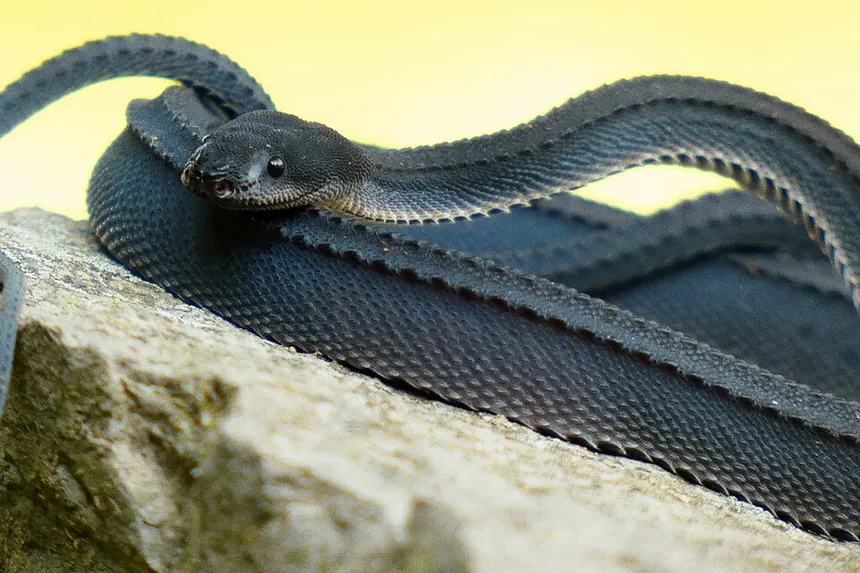 Vipiria 🐍 tweet media
