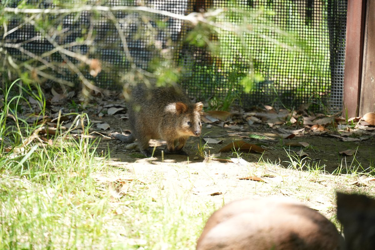 nichimosachimo's tweet photo. いい表情＠埼玉県こども動物自然公園 https://t.co/IGy3wgYvYp