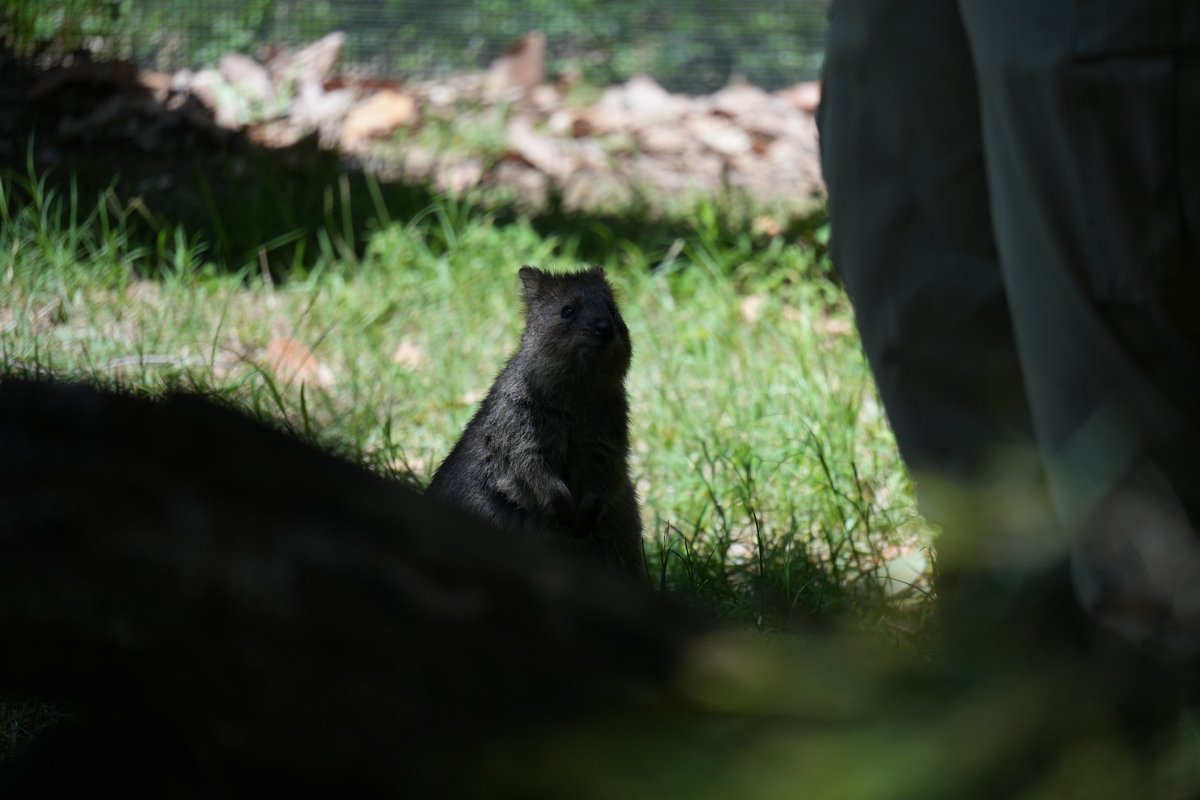 nichimosachimo's tweet photo. おやつくださいな＠埼玉県こども動物自然公園 https://t.co/P6g0eZTHTy