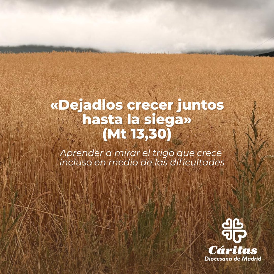 CaritasMadrid's tweet photo. 🌾 «Dejadlos crecer juntos hasta la siega» (Mt 13,30)

A veces miramos tanto la cizaña que dejamos de ver el trigo que también está creciendo.

El Evangelio de este domingo nos invita a respetar los tiempos, a no juzgar demasiado pronto y a confiar en la fuerza de lo pequeño. Porque Dios sigue sembrando y haciendo crecer buenas semillas, incluso en medio de las dificultades.

💭 ¿Somos capaces de descubrir el trigo que crece a nuestro alrededor?
Seguir leyendo 👉https://t.co/5Spoq1KqdA

#EvangelioDelDía