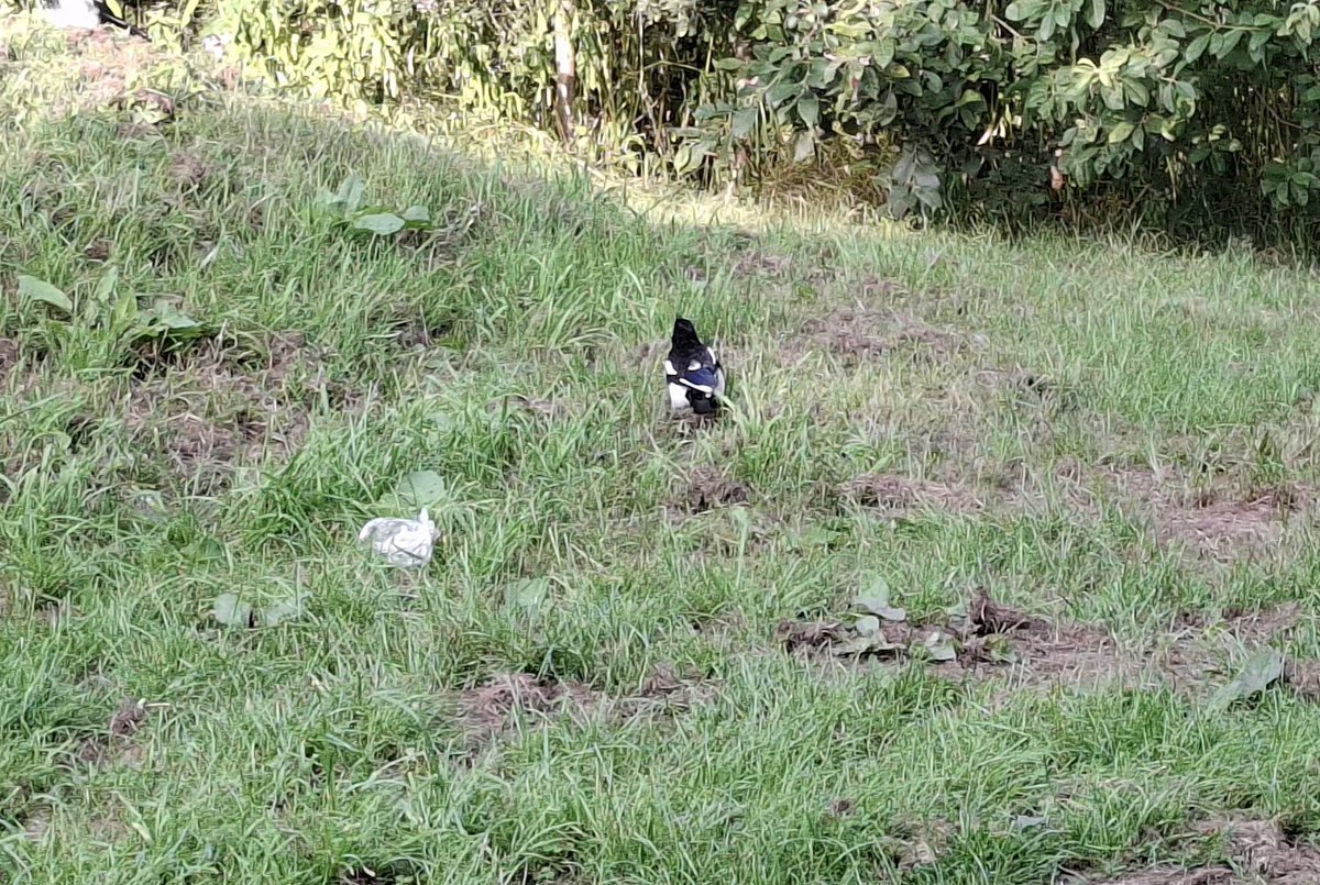 CAYMUSOCAUGHEY's tweet photo. @CAYMUSOCAUGHEY 🐦

Random Mr Magpies 

#Random #Bird #Birds #Nature #Wildlife #BirdsOfTwitter #FeedTheBirds #Magpie #Magpies #LittleThingsMatter https://t.co/GdUC5RRzv8