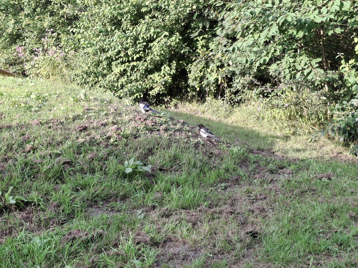 CAYMUSOCAUGHEY's tweet photo. @CAYMUSOCAUGHEY 🐦

Random Mr Magpies 

#Random #Bird #Birds #Nature #Wildlife #BirdsOfTwitter #FeedTheBirds #Magpie #Magpies #LittleThingsMatter https://t.co/pLkpG0scKs