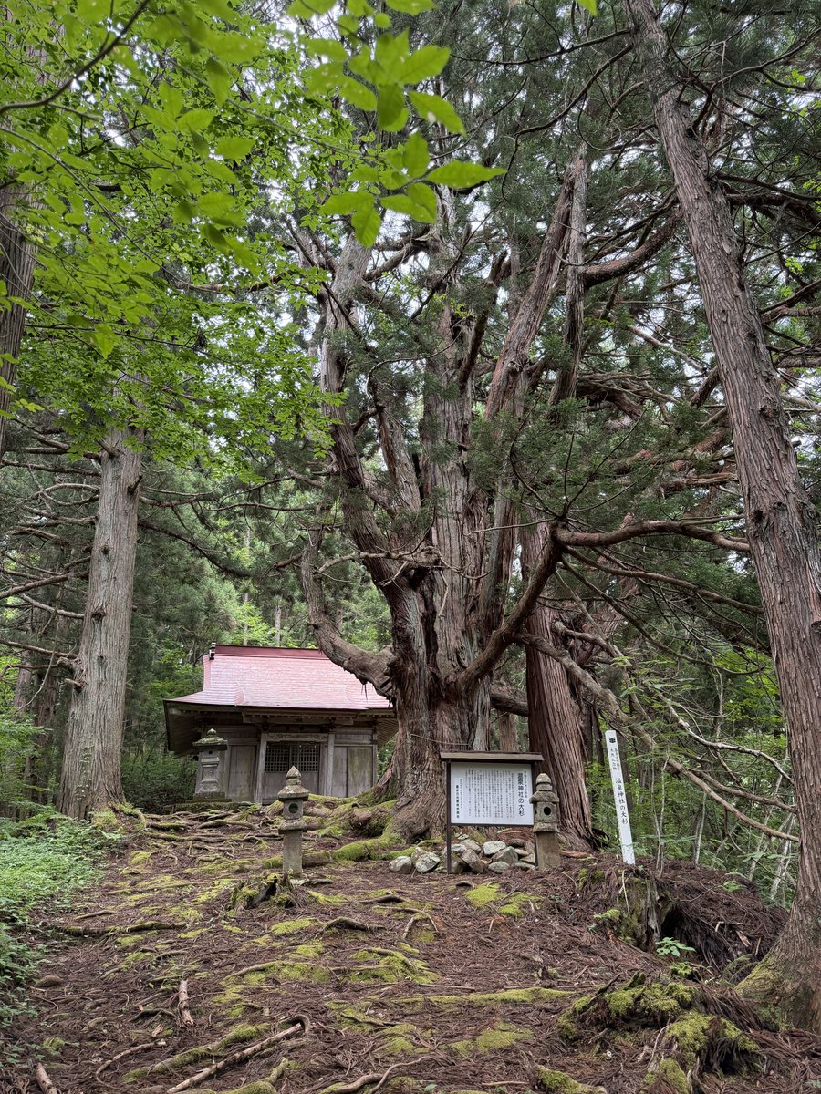 wogu's tweet photo. 熱塩温泉の集落からすぐ、温泉神社にお参り。
一千年を超える大杉が鎮座しています https://t.co/08Szep2kKK