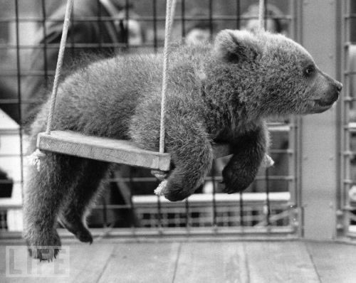 wildbeast tweet media