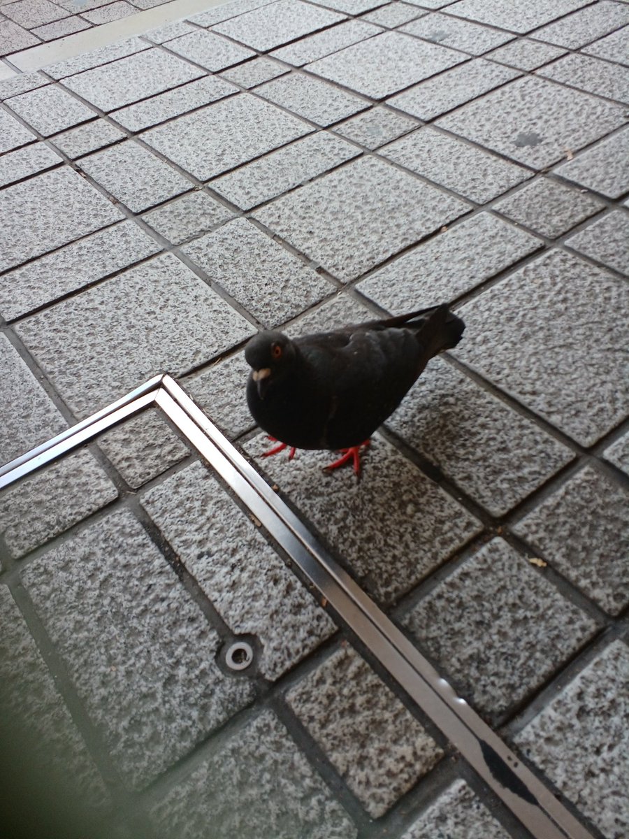 gets717's tweet photo. コイツに濡れせんべいあげたけど大丈夫よね？ https://t.co/5zmfGlEkuf