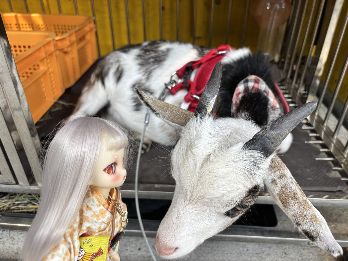 ゴロンとヤギさん♡ 山の上cafe、メニューはこんな感じ☕️ ヤギのゆきちゃんとの触れ合い