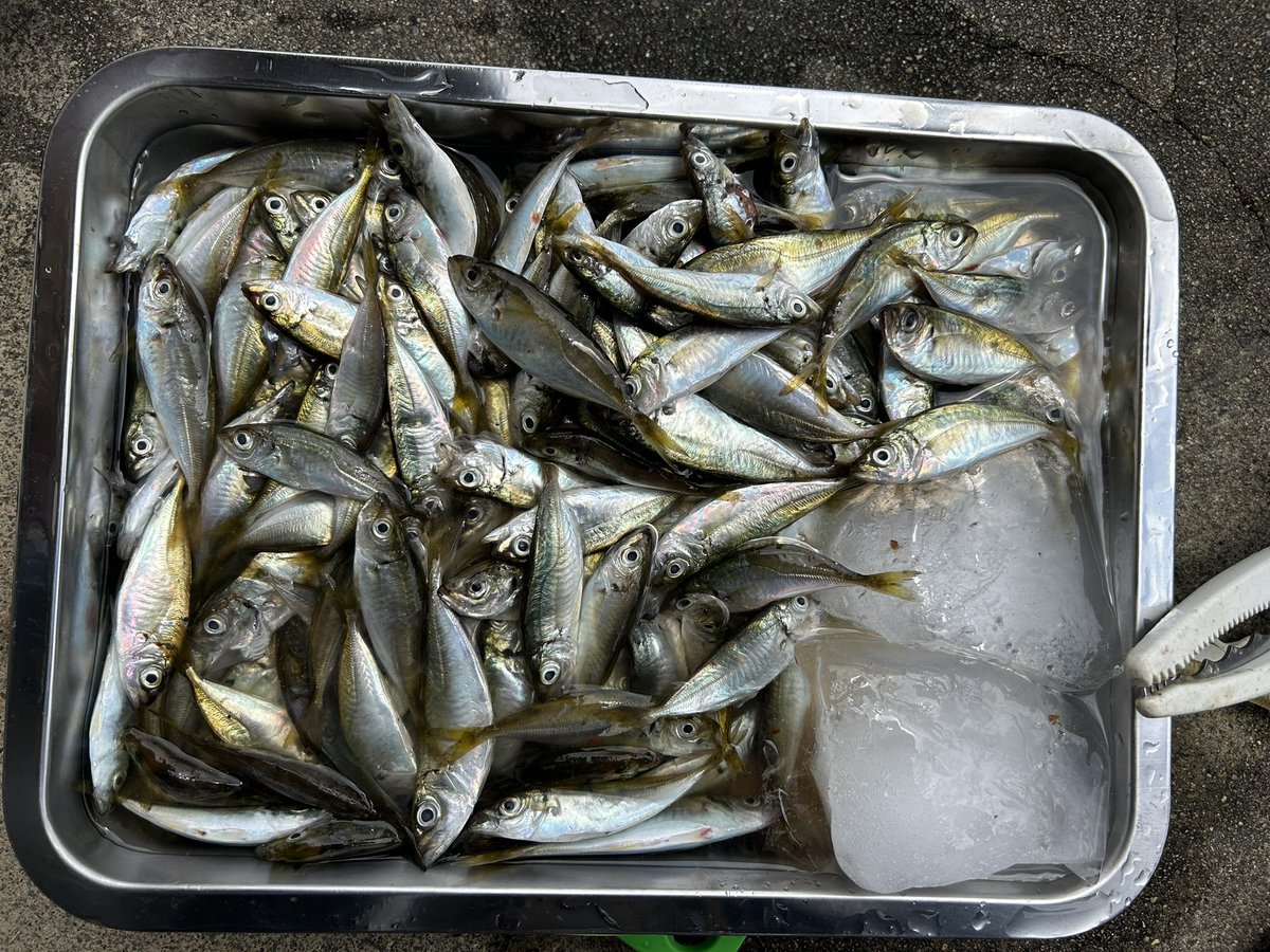 __39z's tweet photo. ジギングまたボウズで結局またサビキで大漁🐟でございます https://t.co/M0D2qIqJhR