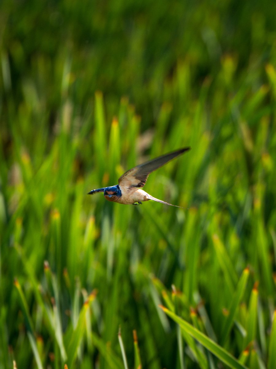 loganzphoto's tweet photo. Photo walk at The Great Salt Lake Shorelands Preserve.

Sony A7V with Sony 70-200mm f/2.8 GM OSS II. https://t.co/yCyxIgKGTr
