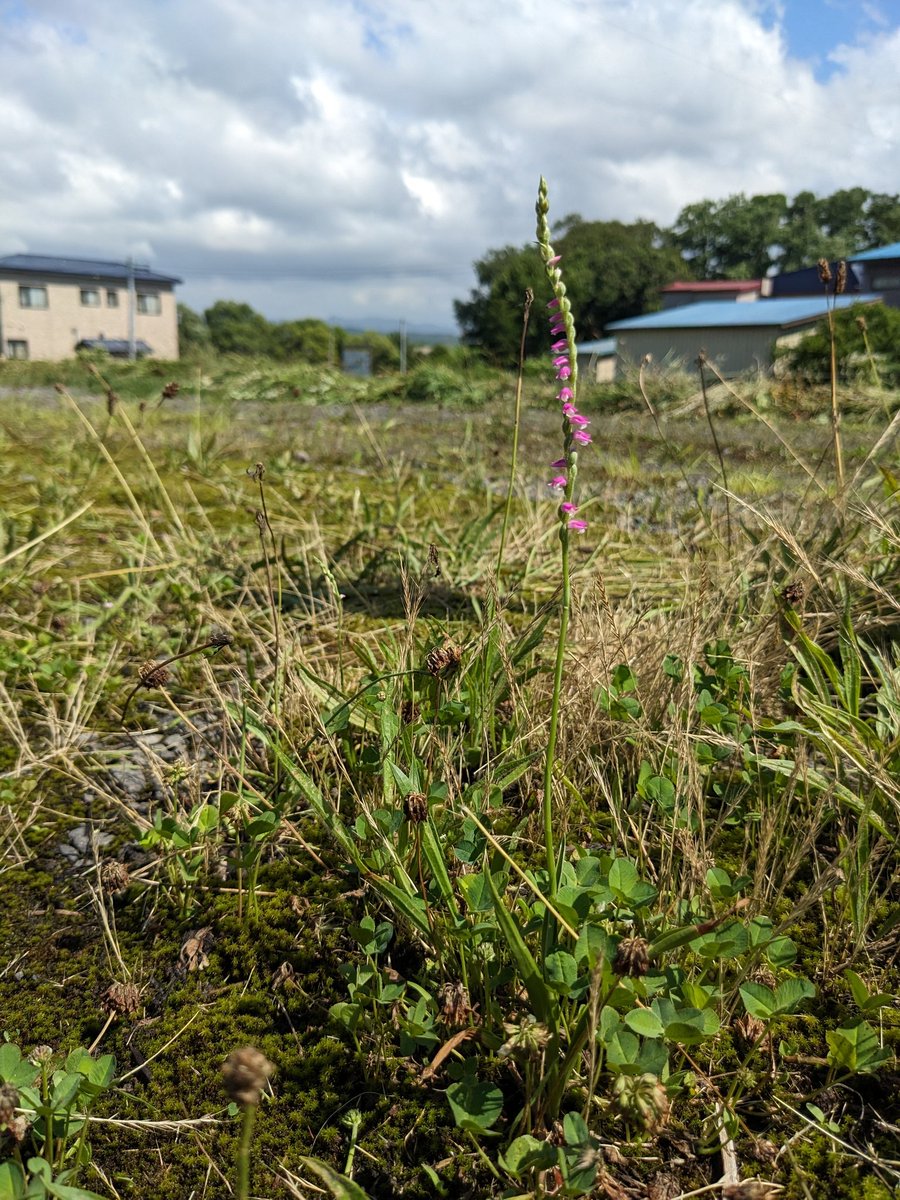 dazais's tweet photo. 2026年7月16日
青森県五所川原市金木町の駐車場

草刈り中にネジバナを発見
いつもは見たことがない場所でした。
刈払機にかからないように残しました。

＃ネジバナリレー2026 https://t.co/Ds5OfyD6zY