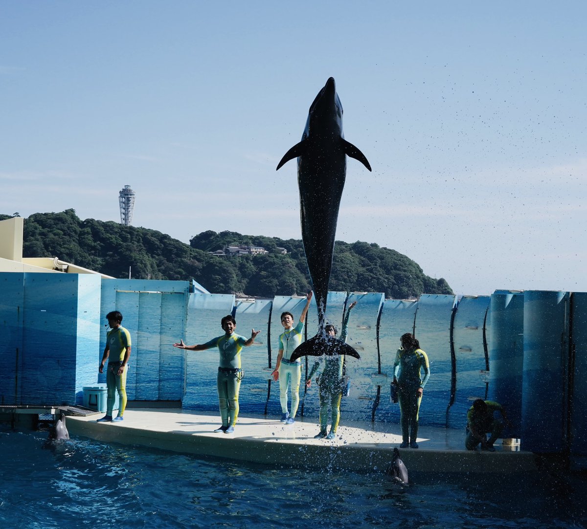 Happy_Emie's tweet photo. イルカって、ほんとうに
 「いま、ここ」で生きているように見える。

目の前の合図に、まっすぐ応える姿を見ていたら、最後はなぜかウルウルしていました。

大切なことを、教えてもらった気がします。
#新江ノ島水族館 #えのすい #イルカ #イルカショー  #神奈川散歩 https://t.co/Tn5x0Xr4jz