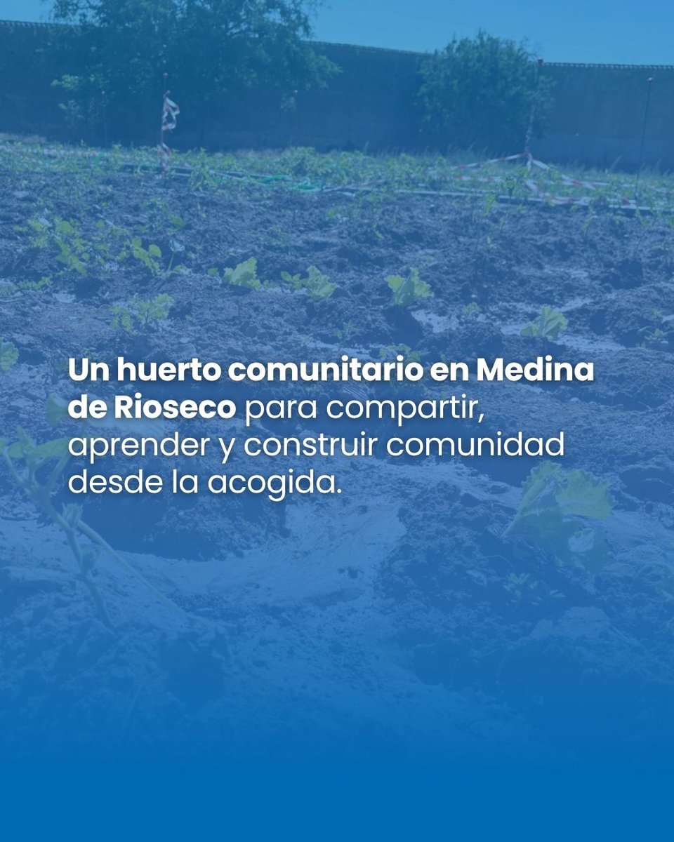 ongrescate's tweet photo. En Medina de Rioseco, la acogida también se cultiva. 🌱

Nuestro huerto comunitario es un espacio para compartir conocimientos, aprender, trabajar en equipo y fortalecer la convivencia.

Sembrar y cuidar juntos también es construir comunidad.

#huertocomunitario #acogida #inclusión
