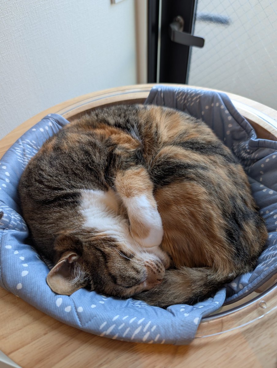 neko_ptx's tweet photo. ( ˘ω˘)ｽﾔｧ #catdays https://t.co/jH7DaBqbdh