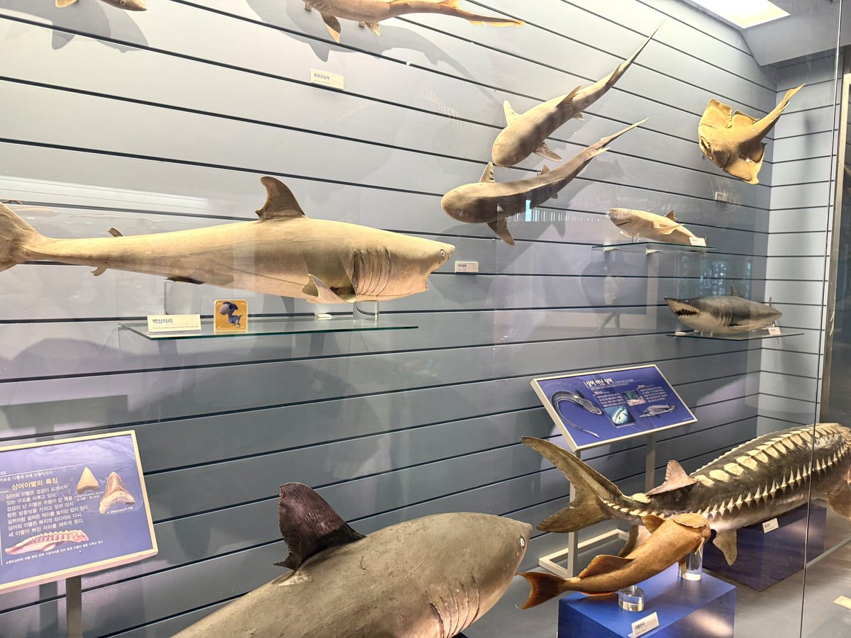 1xytg's tweet photo. 앙상어🦈🦈 https://t.co/Bojm4Qhf7v