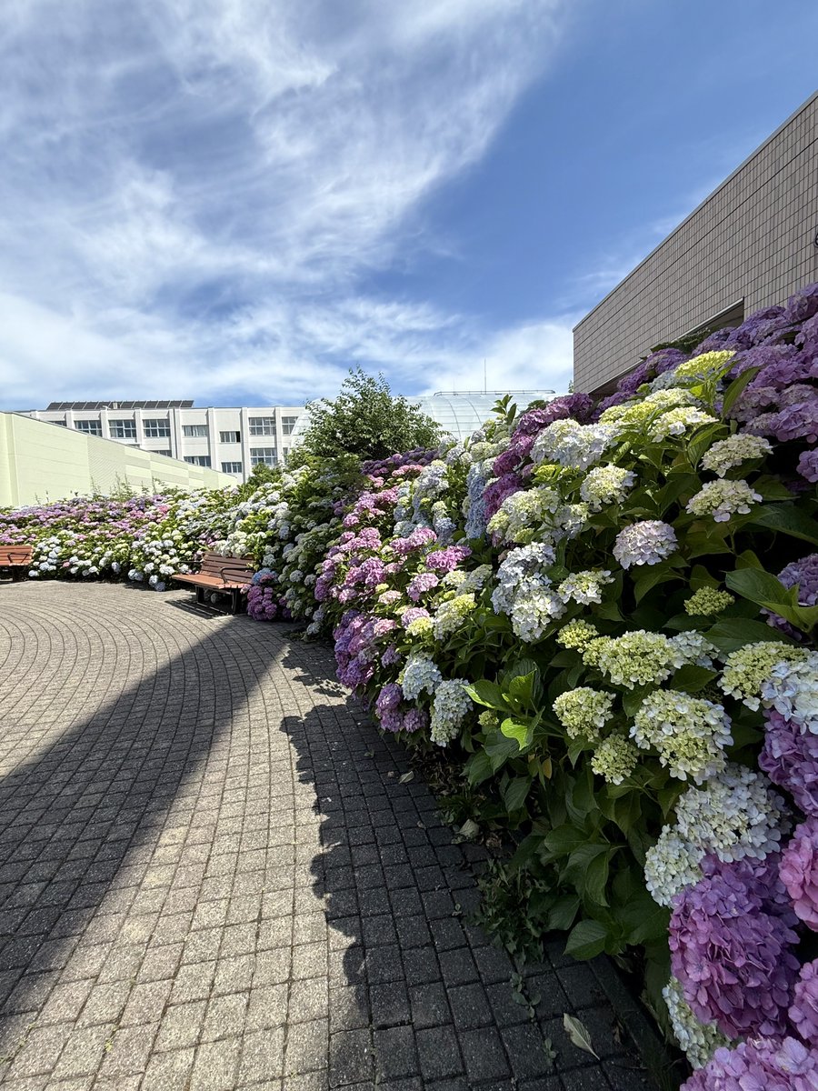 yutavd1's tweet photo. 今日の投稿は「春日緑地」で撮影した紫陽花の写真になります。
⁡
前回撮影したのが2022年なので、4年ぶりの訪問となりましたね(^_^)
⁡
面積的には広くはないですが、紫陽花の時期は非常に満足できる空間となっています。
⁡
■7月17日撮影
#キリトリセカイ
#札幌
#北海道 https://t.co/0uOm2lSO2A