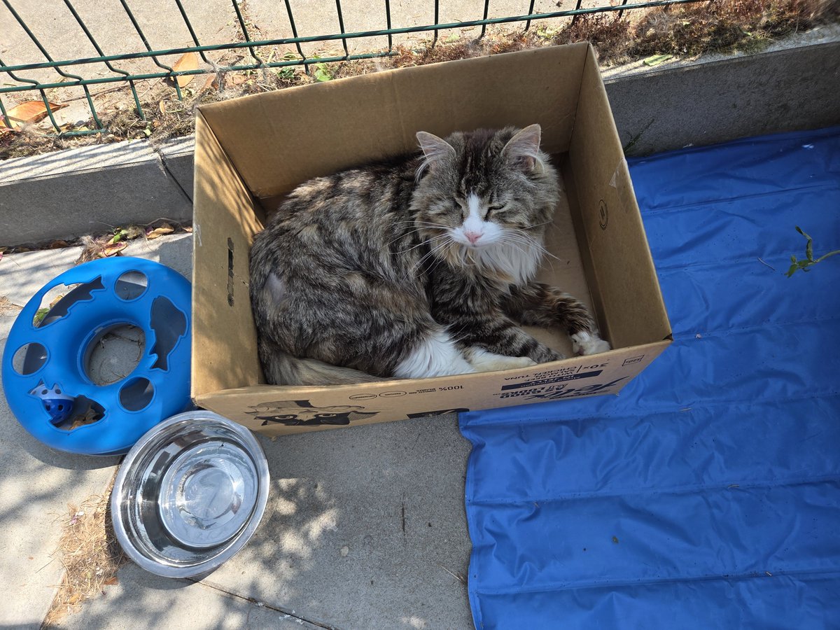 ShropsCatRescue's tweet photo. #CatboxSunday ~ Pip has decided to try out Catherine's favourite box. It's in the shade &amp; near the gate &amp; see everyone who enters the Village 😹 #inthecompanyofcats #villagelife #hedgewatch #goldenoldies #catrescue https://t.co/atbOajVrmx