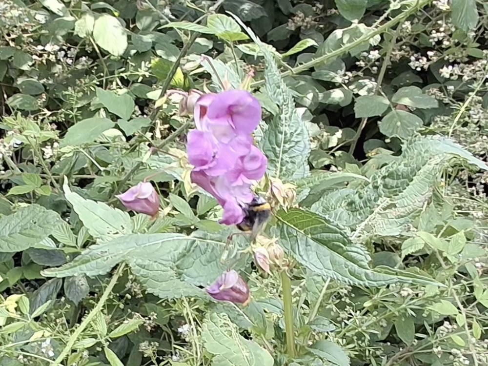 CAYMUSOCAUGHEY's tweet photo. @CAYMUSOCAUGHEY 🐦

Random Bee

#Random #Bee #Bees #Wasp #Wasps #Hornet #Hornets #Insect #Insects #SaveTheBees #Honey #HoneyBee #HoneyBees #BuzzyBee #Nature #FlowersOfTwitter #LittleThingsMatter #BeesOfTwitter #Flower #Flowers #WildFlowers #GardenFlowers #Wildlife https://t.co/hy31sJJxQD