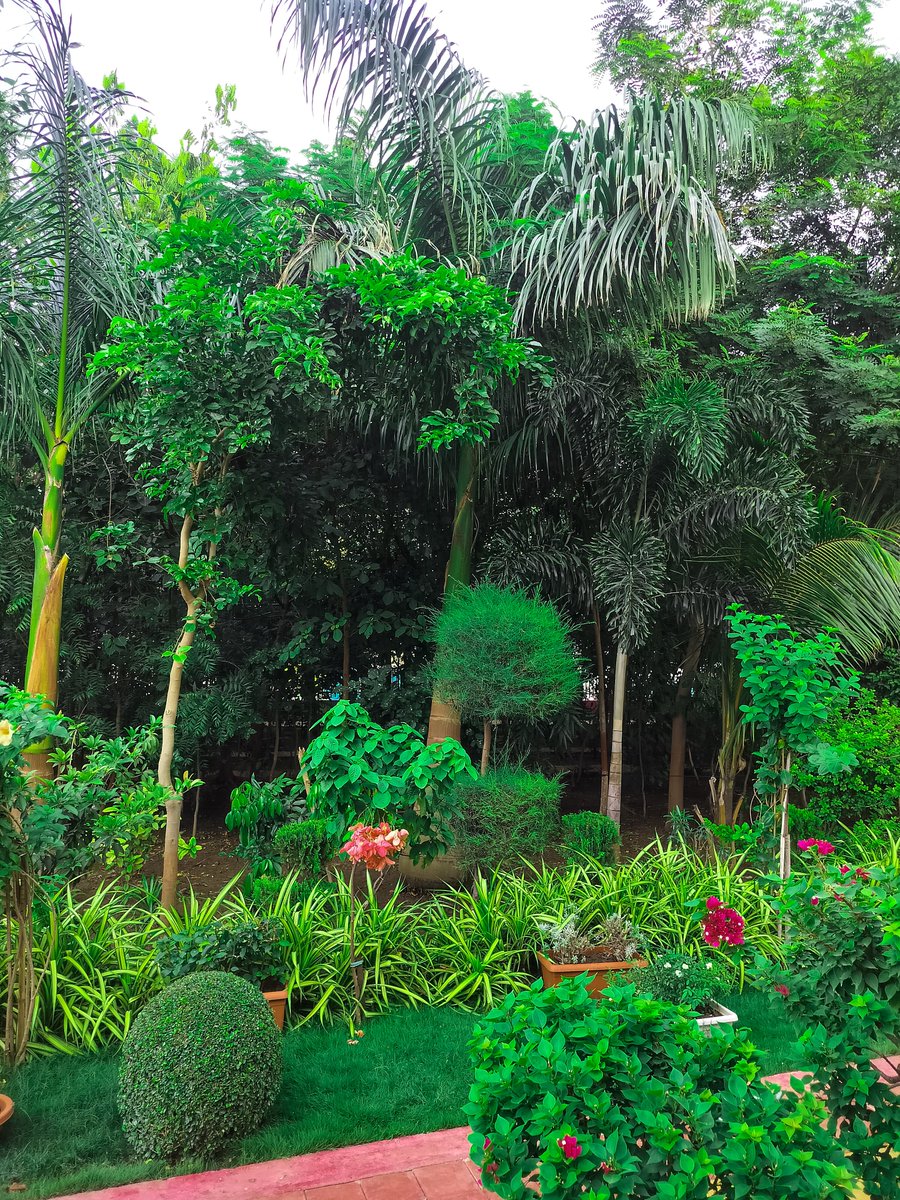 coderabhiram's tweet photo. Some more from the day!
#nature #greenary #garden #park #hiking #walking #trees #plants https://t.co/rC6aqOTSor