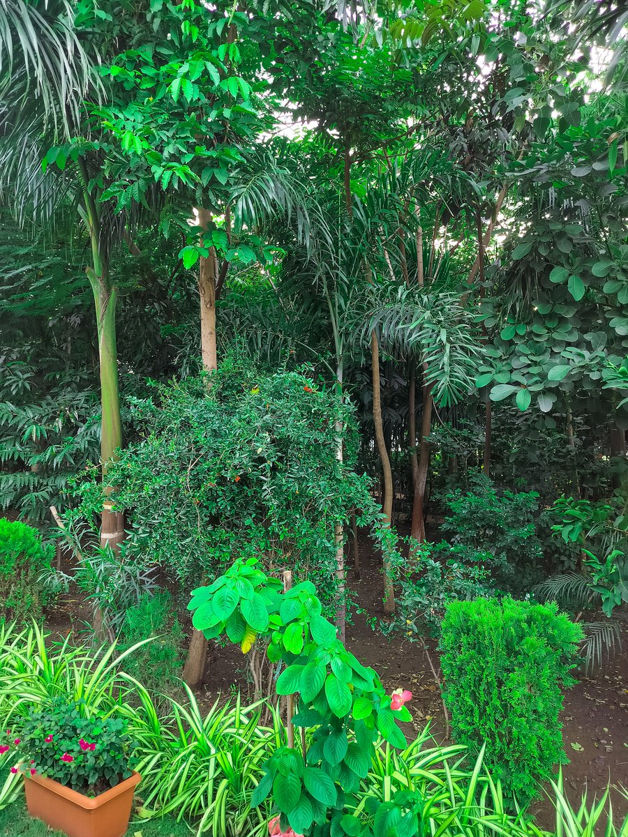 coderabhiram's tweet photo. Some more from the day!
#nature #greenary #garden #park #hiking #walking #trees #plants https://t.co/rC6aqOTSor