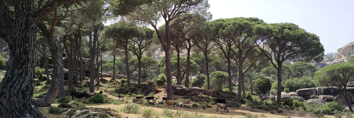 Cemil Cemilović tweet media