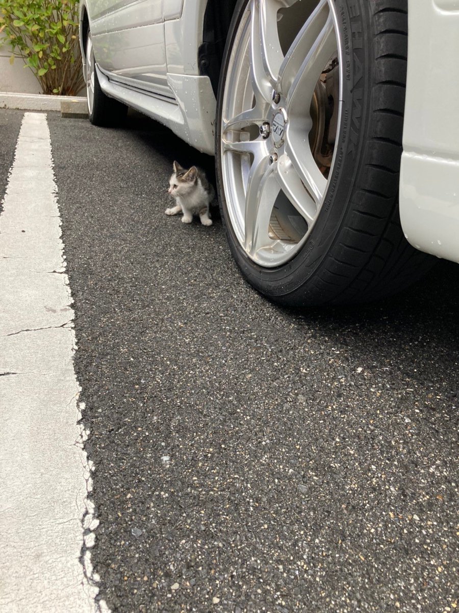 odakoubou's tweet photo. みなさんポストにいいねありがとうございます。
6年前に拾った時のシラスを追加しておきます。 https://t.co/wVxeL2OASg