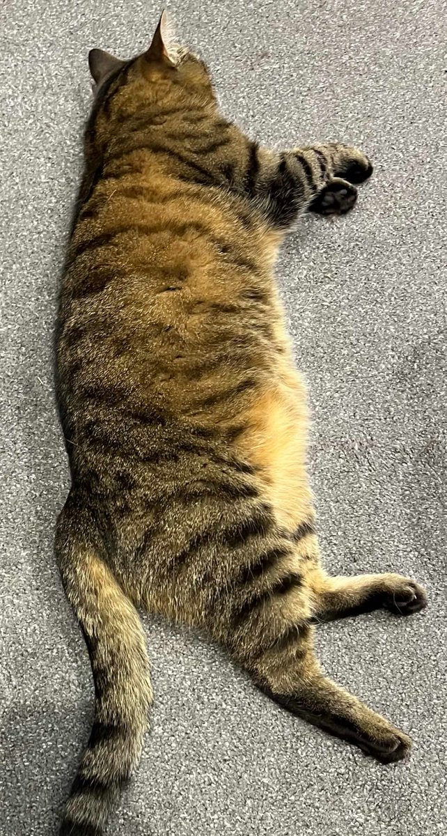 catposter's tweet photo. cat of the day #5
meet mr. unavailable... https://t.co/JKDJTy4YRE