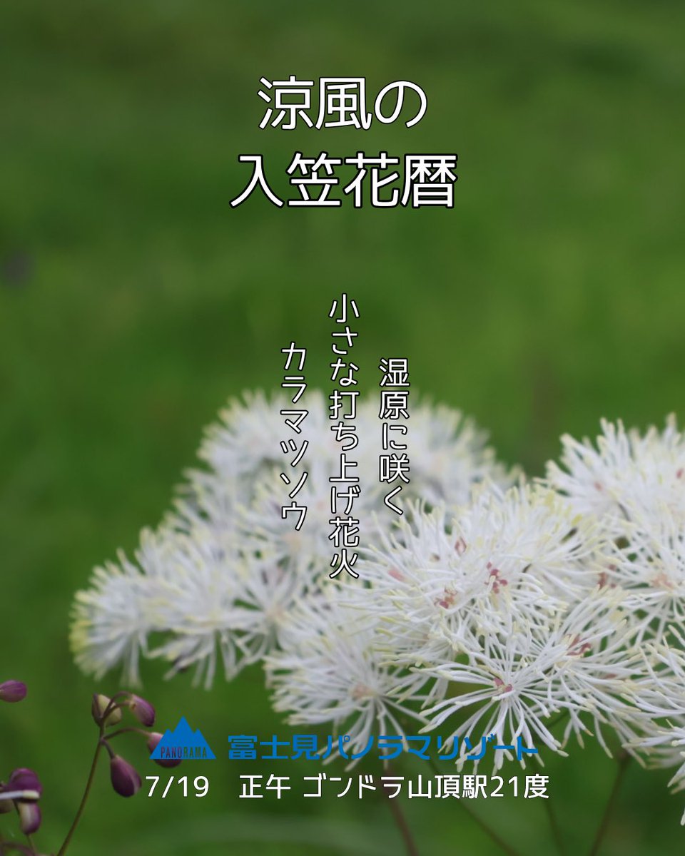 fujimi_panorama's tweet photo. 【入笠山🌿】
「涼風の入笠花暦2026」、今まさにピークです。
入笠湿原ではカラマツソウが見頃、足元には紫のコバギボウシも。
見上げれば真夏らしい迫力の雲、花と空で夏を感じられる一日です。

なお7/21〜26は駐車場規制があります。

#入笠花暦 #カラマツソウ https://t.co/UmRm9GyOYY
