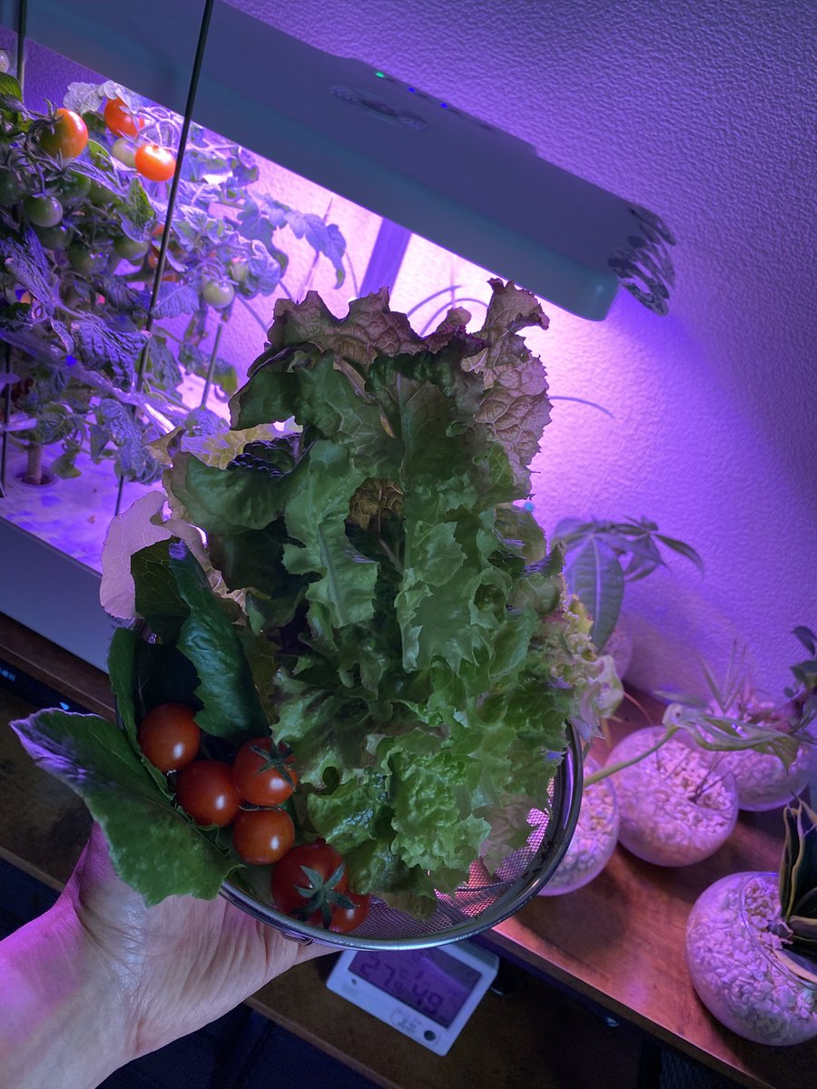 om4chi626's tweet photo. #水耕栽培
いつでも野菜が食べれる環境🥬
無農薬やし虫もよらない🐛
暑い中、庭に行く必要なし。
有難く頂きます🙏 https://t.co/VeKu7H4gQi